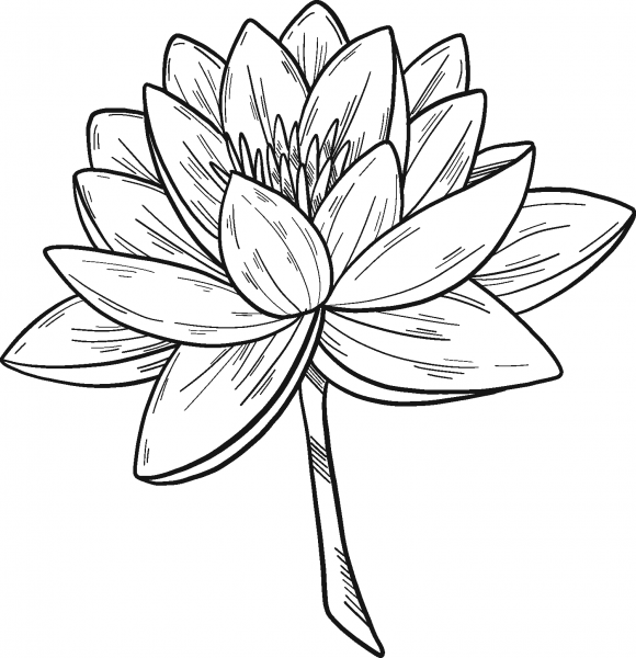 Water Lily coloring page image