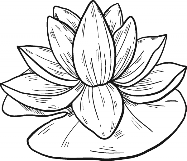 Water Lily coloring page image