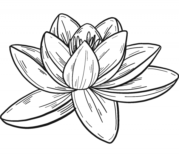 Water Lily coloring page image