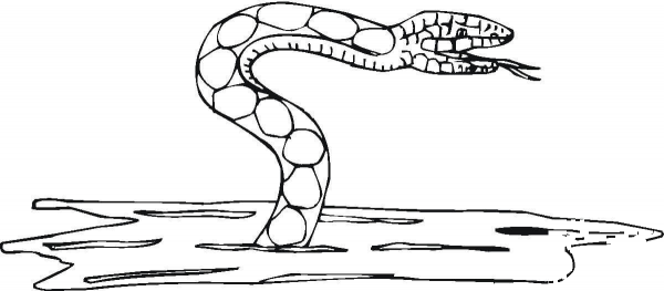 Water Snake  coloring page image