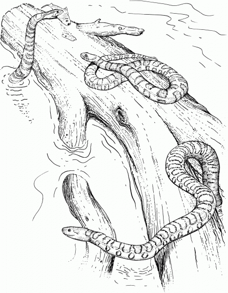 Water Snakes coloring page image