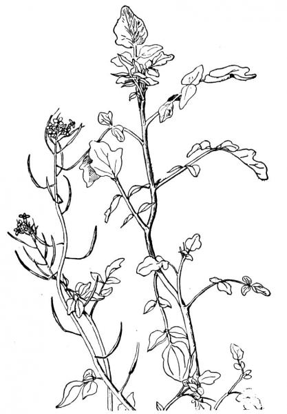 Watercress Nasturtium coloring page image
