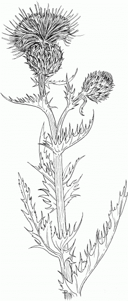Wavyleaf Thistle or Gray Thistle coloring page image
