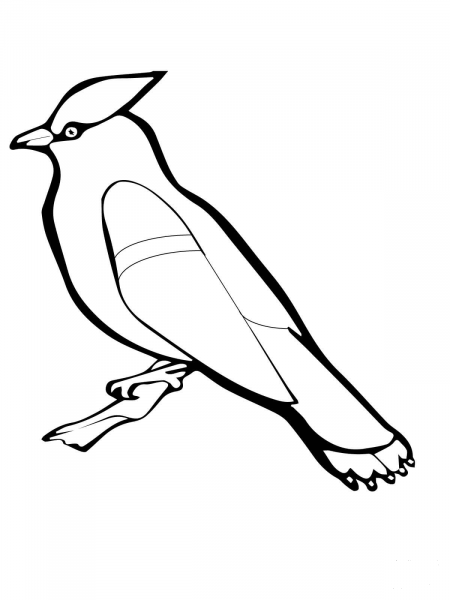 Waxwing Bird coloring page image
