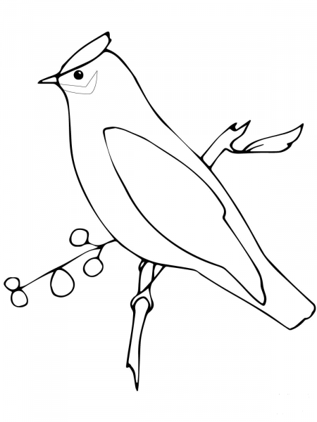 Waxwing coloring page image