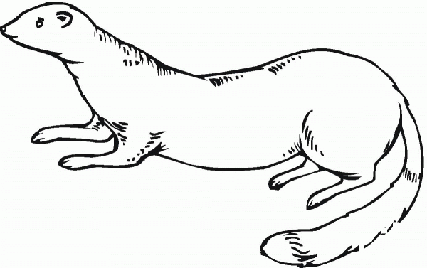 Weasel 16 coloring page image