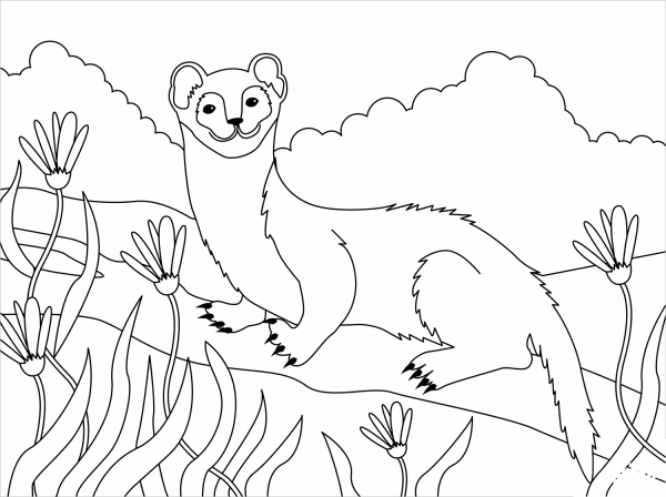 Weasel coloring page image