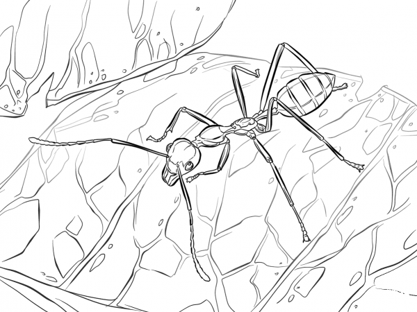 Weaver Ant coloring page image