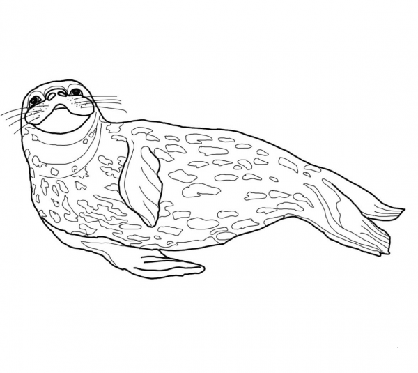 Weddell Seal coloring page image
