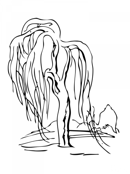 Weeping Willow Tree coloring page image