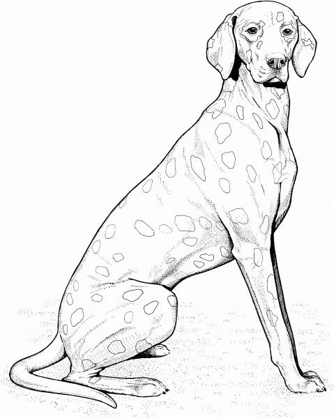 Weimaraner coloring page image