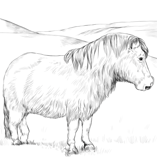 Welsh Pony coloring page image