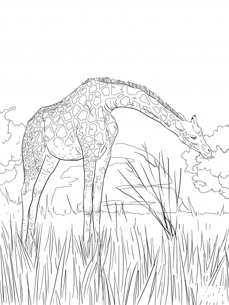West African Giraffe coloring page image