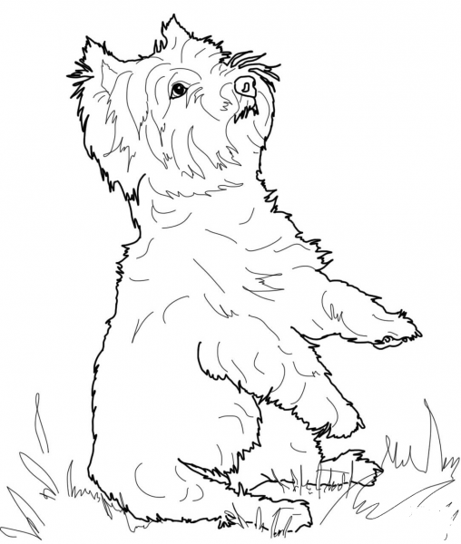 West Highland White Terrier coloring page image