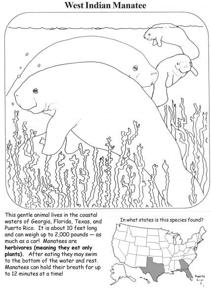 West Indian Manatee coloring page image