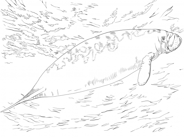 West Indian Manatee coloring page image