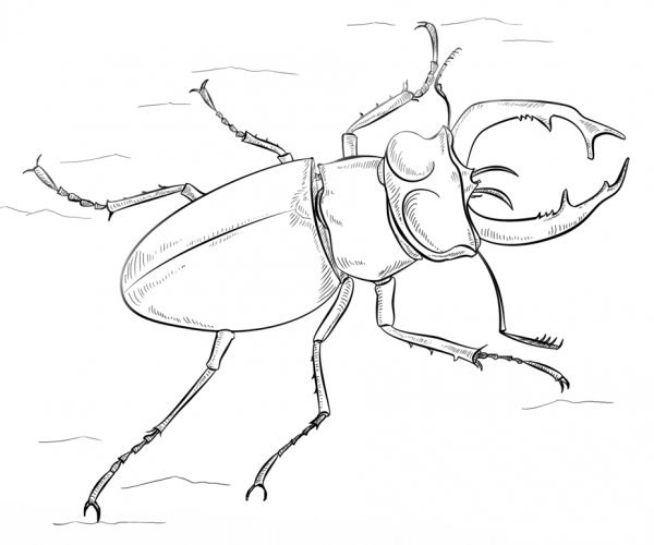 Western black stag beetle coloring page image