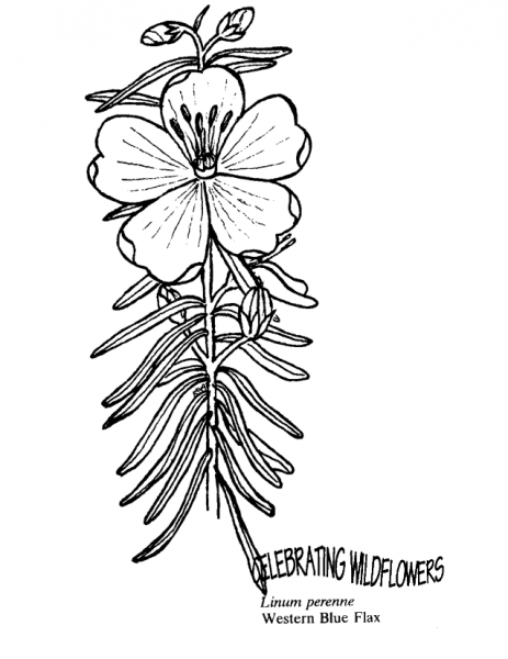 Western Blue Flax coloring page image