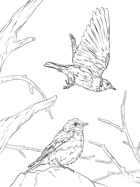 Western Bluebird coloring page image