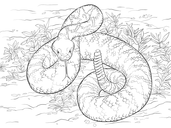Western Diamondback Rattlesnake coloring page image