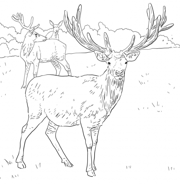 Western European Red Deer coloring page image