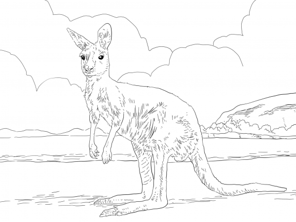 Western Grey Kangaroo coloring page image