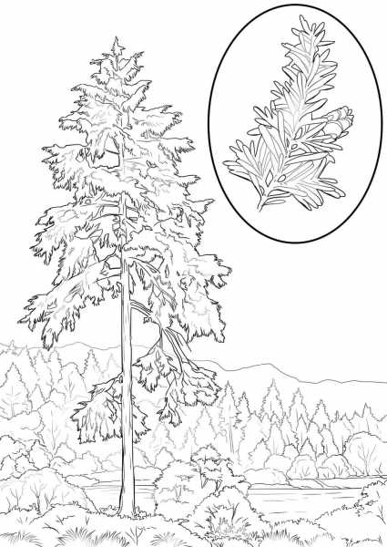 Western Hemlock coloring page image