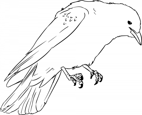 Western Jackdaw coloring page image