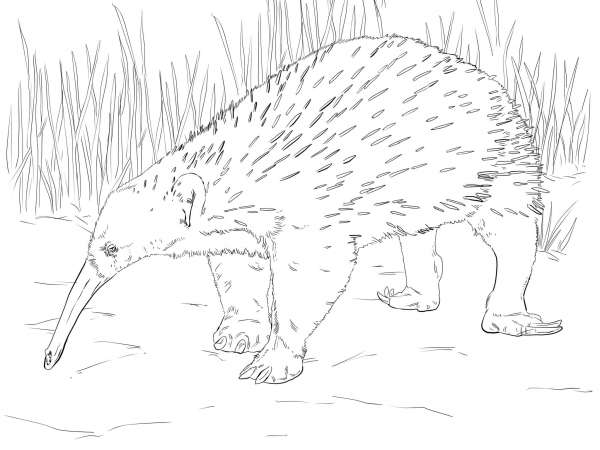 Western Long Beaked Echidna coloring page image