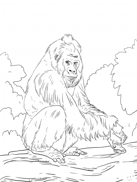 Western Lowland Gorilla coloring page image