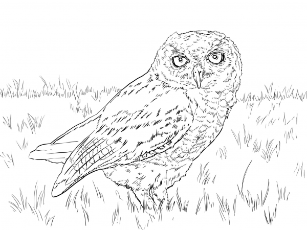 Western Screech Owl coloring page image