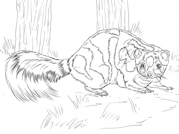 Western Spotted Skunk coloring page image