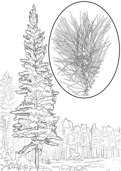 Western White Pine Pinus Monticola coloring page image