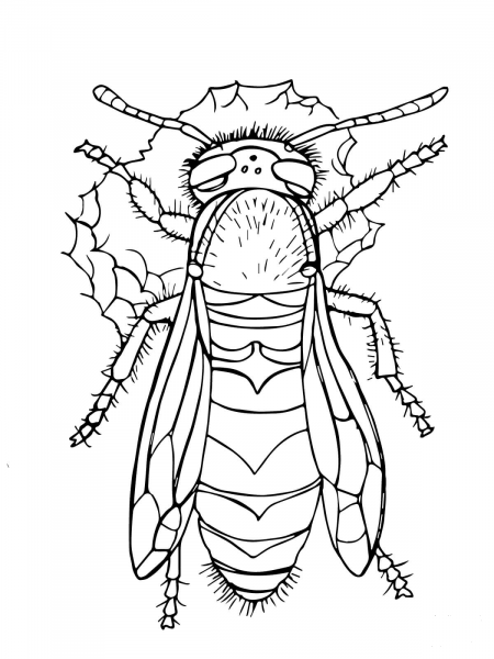 Western Yellow Jacket coloring page image