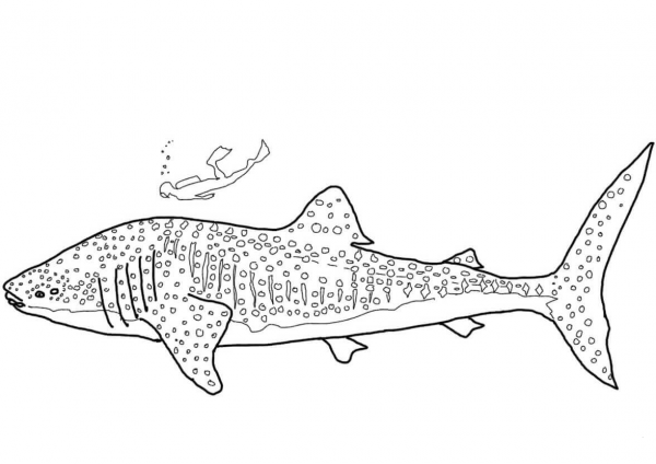 Whale Shark coloring page image