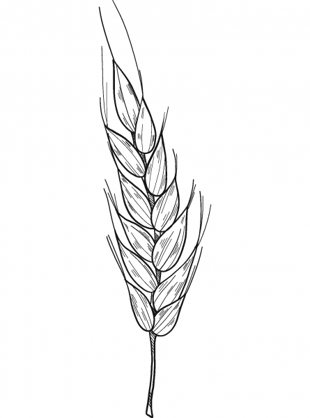 Wheat coloring page image