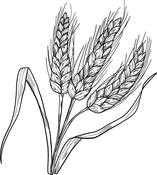 Wheat coloring page image