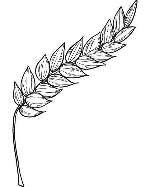 Wheat coloring page image