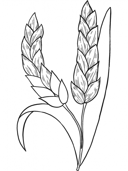 Wheat coloring page image