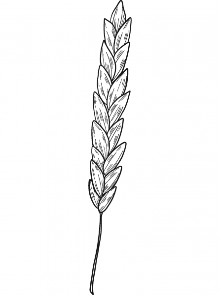 Wheat coloring page image