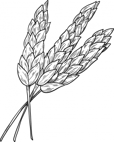 Wheat coloring page image