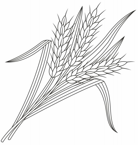 Wheat coloring page image
