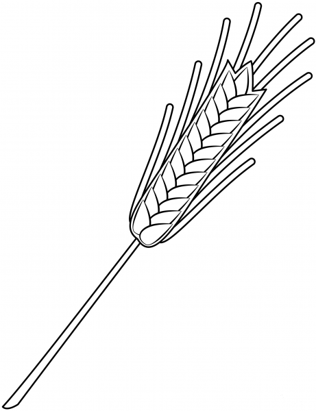 Wheat coloring page image