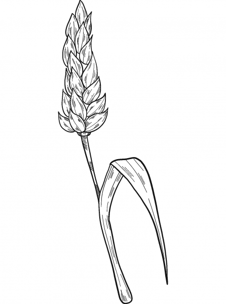 Wheat coloring page image