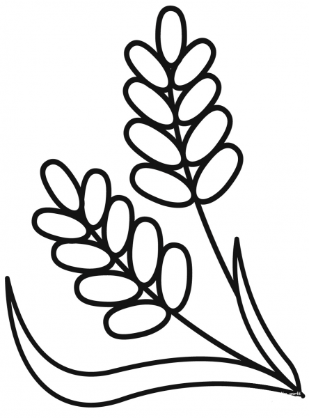 Wheat coloring page image