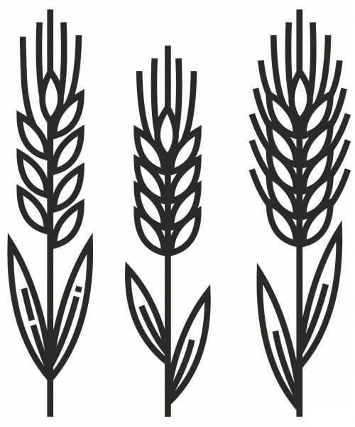 Wheat coloring page image
