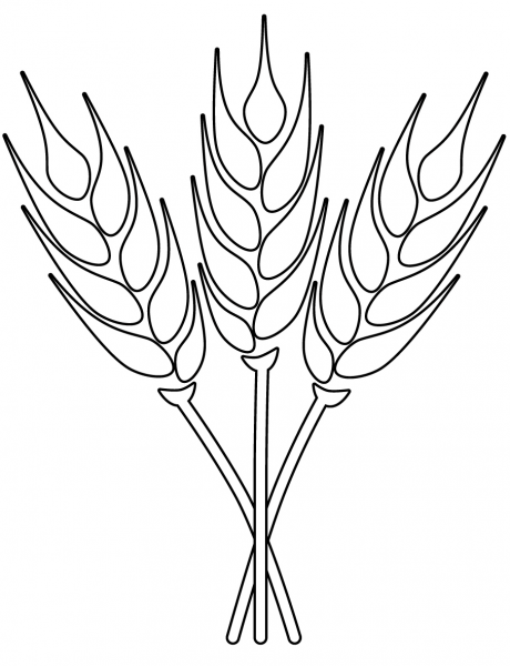 Wheat coloring page image