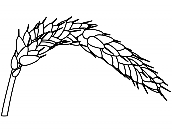 Wheat coloring page image