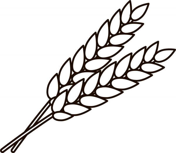 Wheat coloring page image