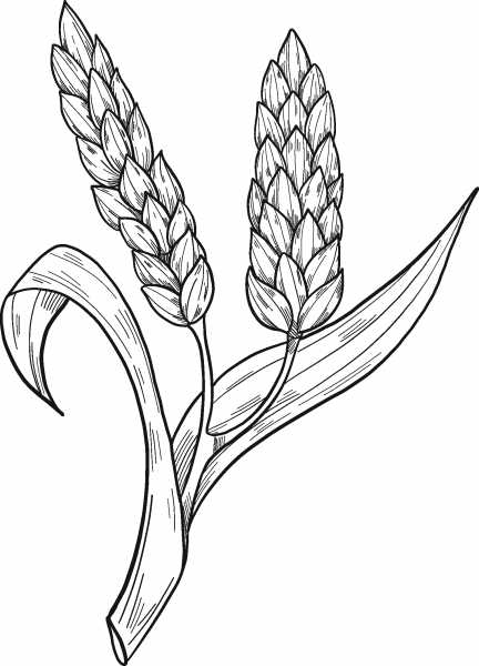 Wheat coloring page image